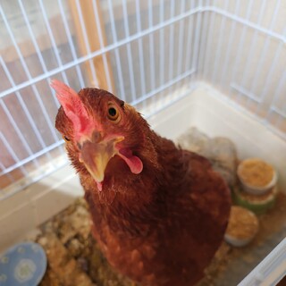 半年のメスのニワトリ　もみじちゃん