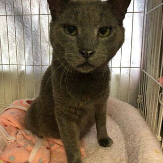 14匹救出！チョコレート軍団　小枝♂