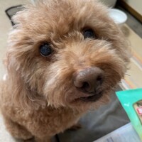 ゴール