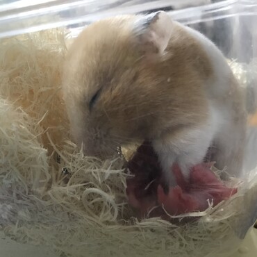 3/24 8匹産まれました