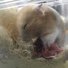 3/24 8匹産まれました