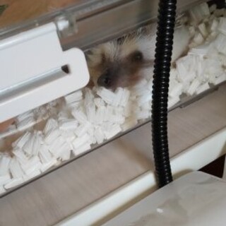 ハリネズミ（ノーマル）女の子