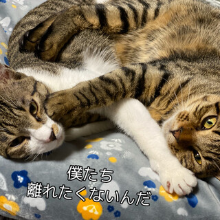 仲良し保護猫兄弟