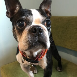 甘えたさんなボステリ♀️ツユナ