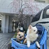 の写真
