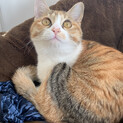 三毛猫　メス