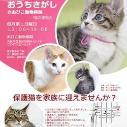 第27回⭐︎ねこのおうちさがし@あびこ動物病院