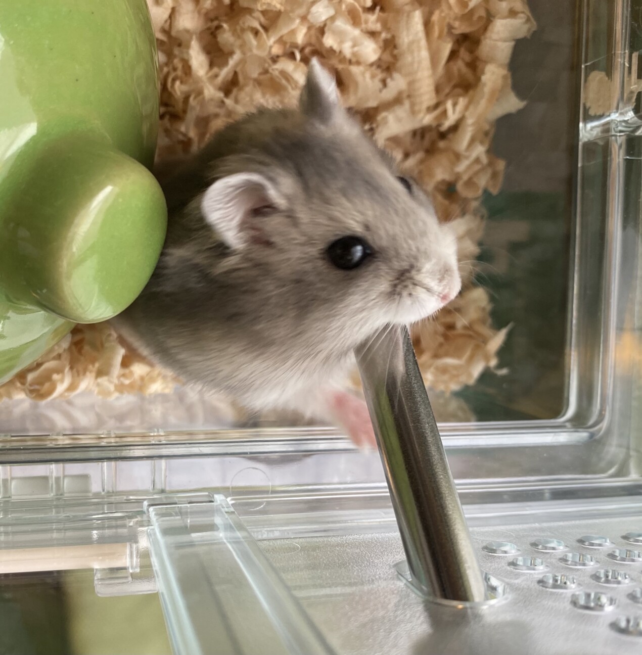 サファイアブルージャンガ 東京都 小動物の里親募集 ペットのおうち 月間利用者150万人