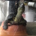 クサガメ（金沢市犀川産、♀19歳）の里親募集