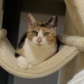 小柄で甘えん坊な三毛猫ちゃん