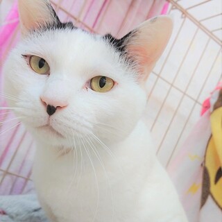 お婆ちゃんにお外で大事にされてた男の子「モーくん」