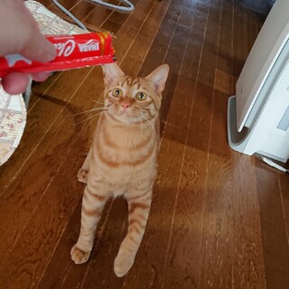 怖がりだけどちゅ〜るを見せると寄ってくる！