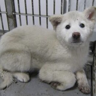 里親様に迎えられました。子犬♀297
