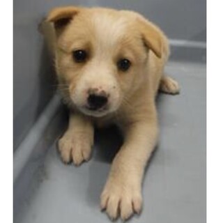 里親様に迎えられました。子犬♀298