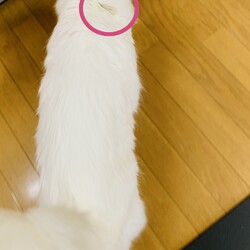 「レボリューション」サムネイル1