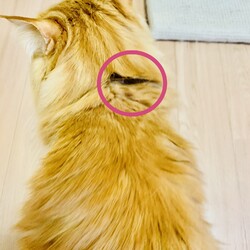 「レボリューション」サムネイル2