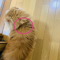 「レボリューション」サムネイル3