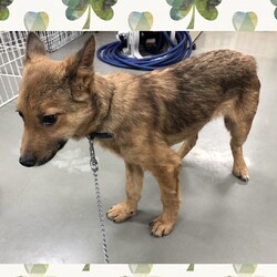 「しもちゃんきょうだいの、しもかわ君→譲渡決定！」サムネイル2