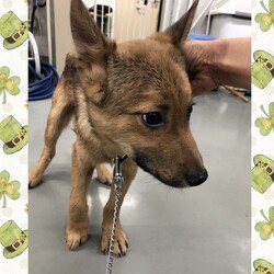 「しもちゃんきょうだいの、しもかわ君→譲渡決定！」サムネイル3