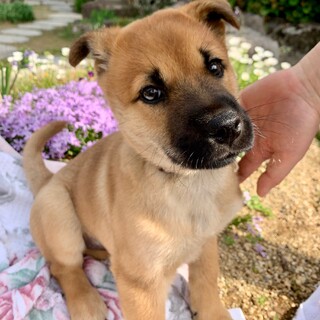 賢くて人懐こい”福助”くん（2カ月齢）