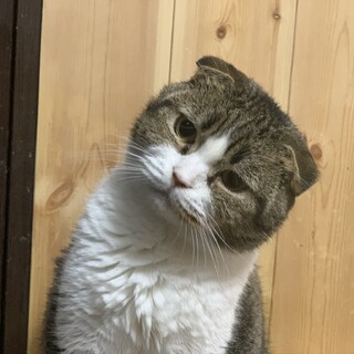まんまるスコティッシュフォールド♡