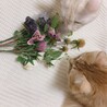 いぶこは