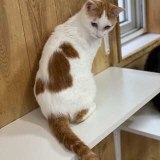 超甘えん坊☆背中が猫模様の小柄な男の子♡