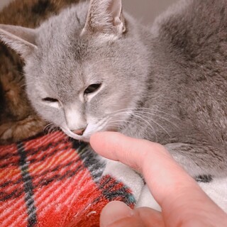 飼い主急死、お外に出されそうになった２匹