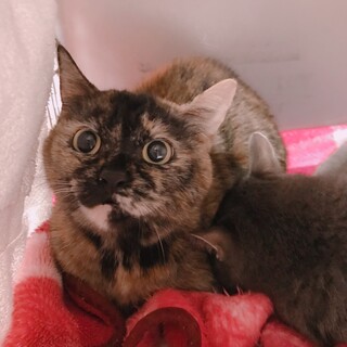 飼い主急死、お外に出されそうになった２匹