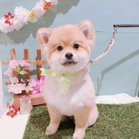 むぎ