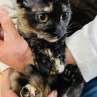 ひめちゃん　6ヶ月　甘えん坊　メス　サビ