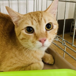 ぴょん太　7ヶ月　大人しい　くっつき虫の男の子