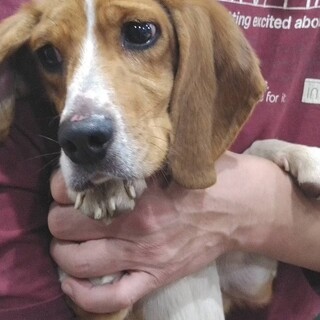 ビーグルのマイちゃん