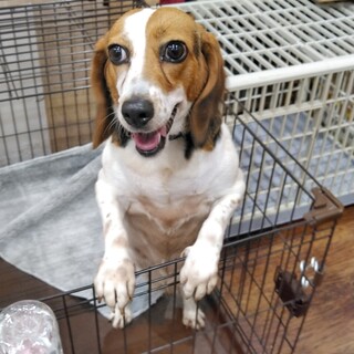 ビーグルの　チャピー