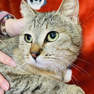  麦ちゃん　2才　おもちゃ大好き　大人しい