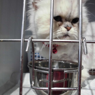 メヌエットのはなちゃん