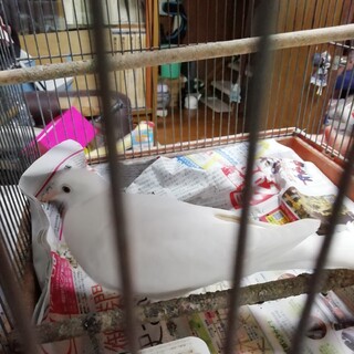 銀鳩ゆずります