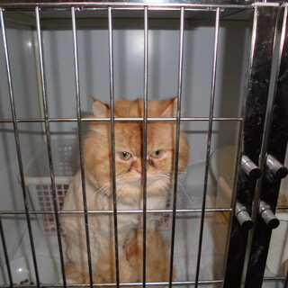 チンチラペルシャのトト君