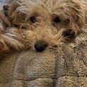 トイプードル子犬