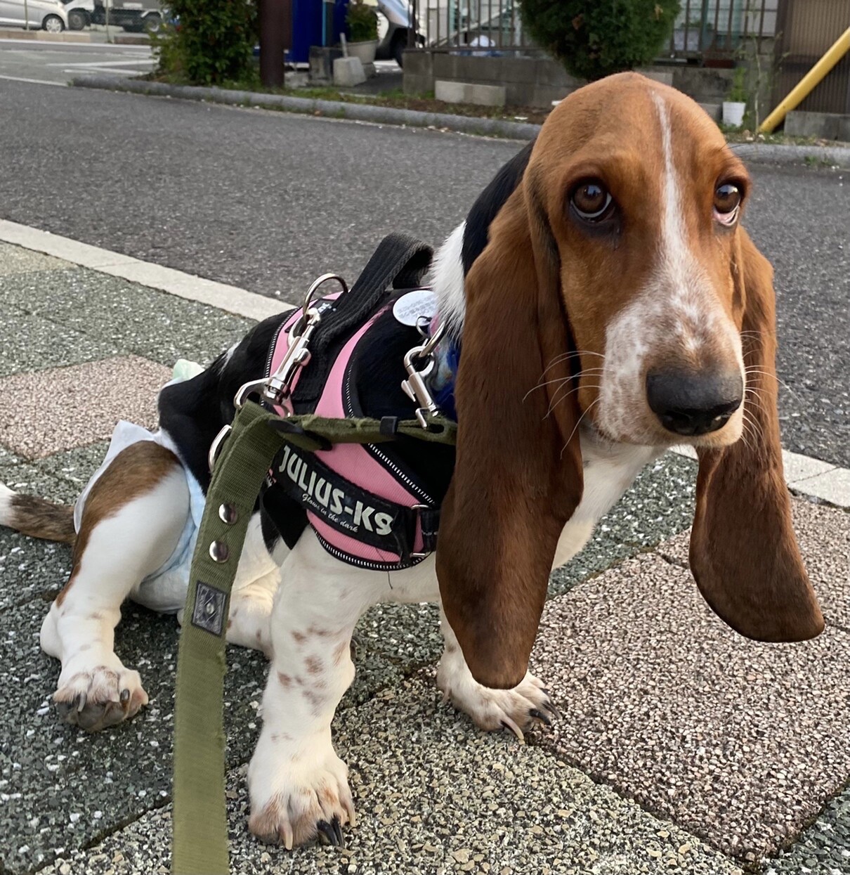 自慢のお耳で空まで飛んで 愛知県 犬の里親募集 ペットのおうち 月間利用者150万人