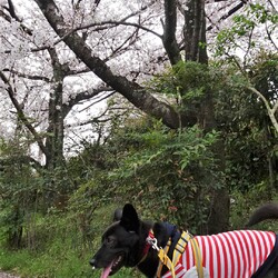 「おはなにおはな」サムネイル1