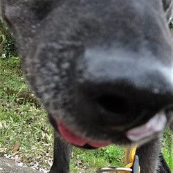 「おはなにおはな」サムネイル3