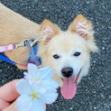 ミックスの子犬そうくん