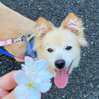 ミックスの子犬そうくん