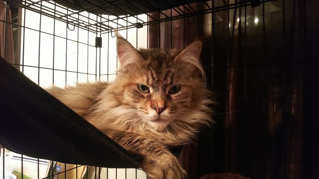 柚ちゃん（花ちゃんの母猫）