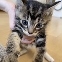 可愛い子猫