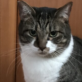 トライアル決定！大きくて優しいゴローくん♪