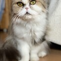 エキゾチック8歳