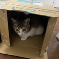 【保護猫 避妊手術済】メス(^^)