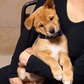 柴犬風困り顔の可愛い優しい男の子